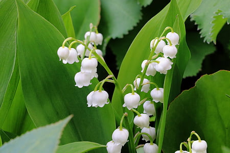 Lilly of the valley flower thumbnail