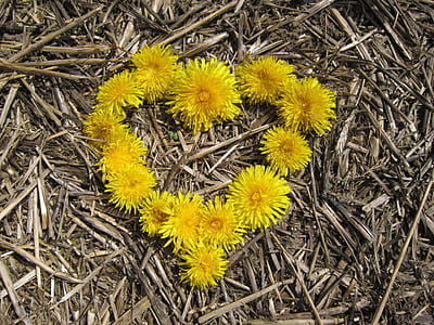 yellow flowers on ground outdoors thumbnail