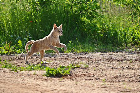 short-fur brown cat on the ground thumbnail