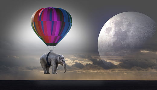 purple, blue, and orange hot air balloon and gray elephant thumbnail