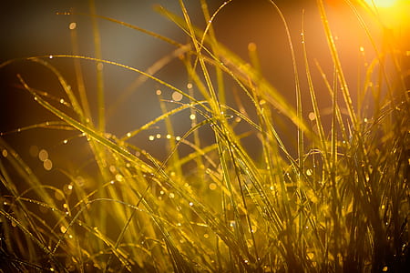 green grass with water droplets thumbnail