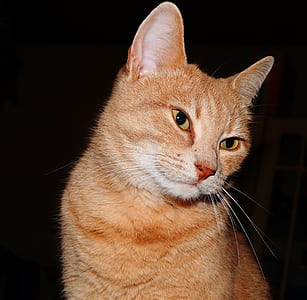 orange tabby cat thumbnail