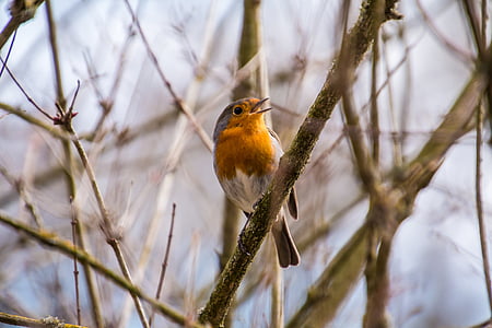 yellow belly short-beaked bird perching on tree branch thumbnail