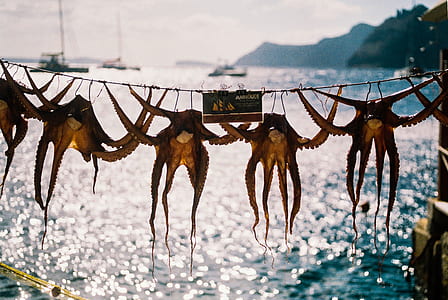 five brown hanged octopus near water during daytime thumbnail