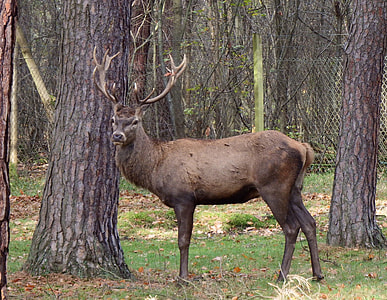 brown deer standing near tree thumbnail