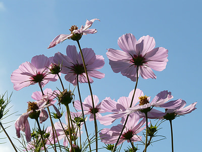 purple flower during daytime thumbnail