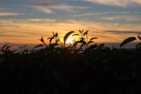 Silhouette Photography Of Plant During Golden Hour thumbnail