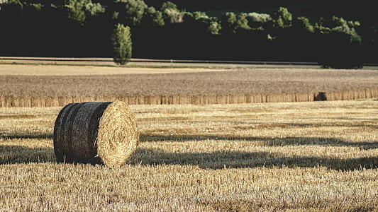 landscape, nature, field, summer thumbnail