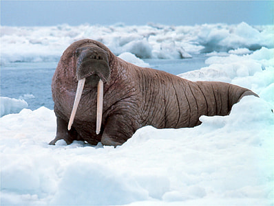 gray walrus on snow thumbnail