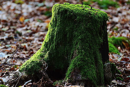 green moss thumbnail