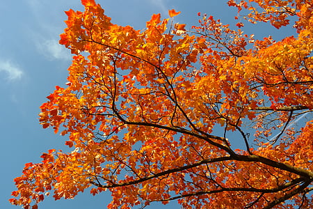 maple tree at daytime thumbnail