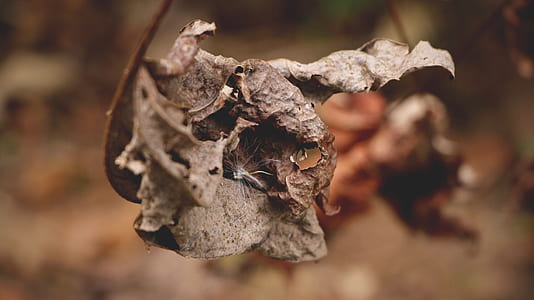 selective focus of dried leaf thumbnail
