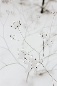 Snow on dry twigs thumbnail