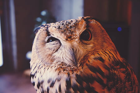 selective focus photography of wink owl thumbnail