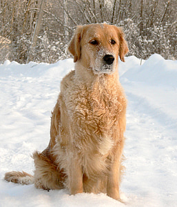golden retriever sitting on snow thumbnail