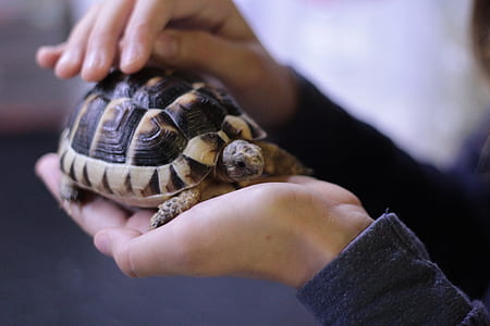 person holding tortoise thumbnail