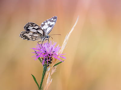 white and gray butterfly perched on purple petaled flower closeup photography thumbnail