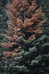 landscape photography of green and brow trees thumbnail