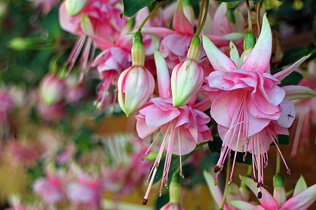 close up photography of pink-petaled flowers at daytime thumbnail