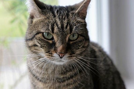 photography of tabby cat thumbnail