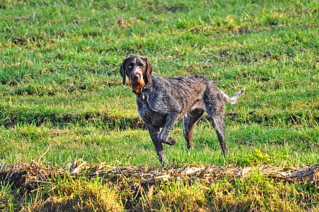 adult German wirehaired pointer on grass field thumbnail