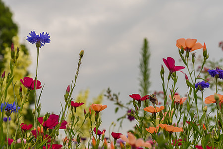 assorted-color flower plants thumbnail