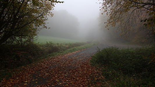 fog on pathway thumbnail