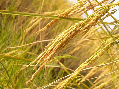 close-up photo of wheat thumbnail