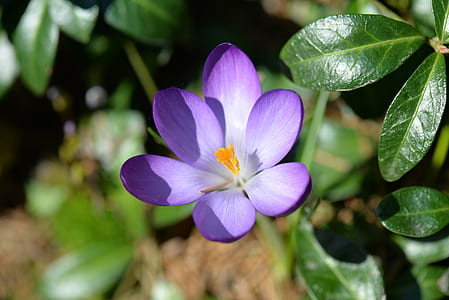 selective focus photography of a purple crocus flower in bloom thumbnail