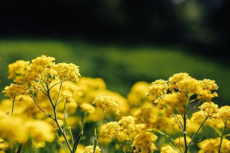 Small yellow flowers thumbnail