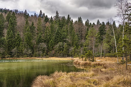 green trees near body of water under gray sky thumbnail
