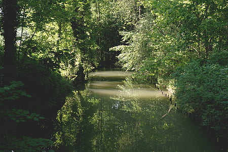 nature, water, forest, trees thumbnail