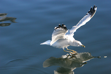 white bird on green leaf thumbnail