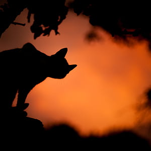 golden hour photograph of feline's silhouette thumbnail