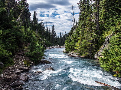 running river on forest thumbnail