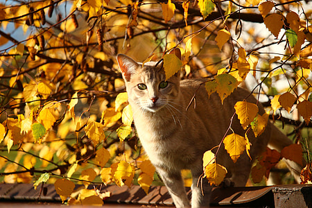 orange tabby cat standing on roof under yellow leaf tree at daytime thumbnail