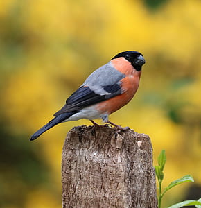 macro shot photography of bird on wood branch thumbnail