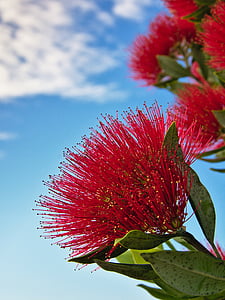 close-up photo of red petaled flower thumbnail