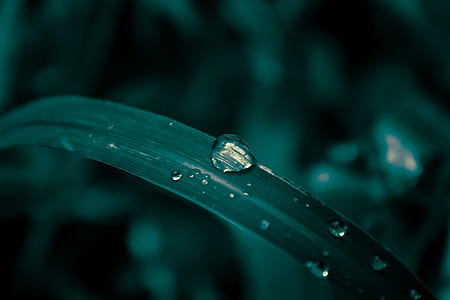 green plant thumbnail