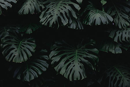 green leaf plants thumbnail