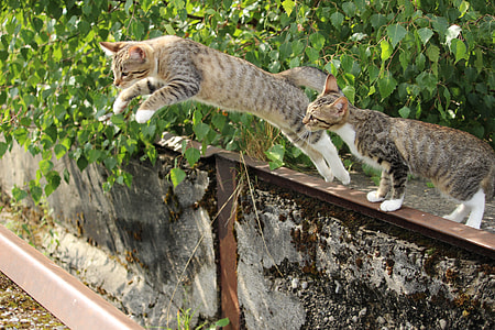 photo of grey tabby cat while jumping thumbnail