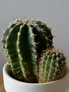 photo of two green cacti thumbnail