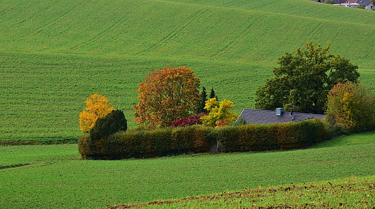 grass field thumbnail