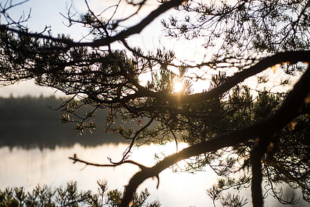 silhouette of tree branch near body of water thumbnail