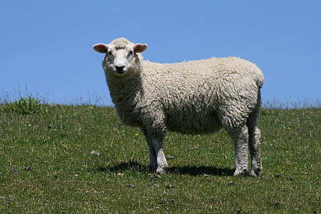 white sheep standing on green grass field during daytime thumbnail