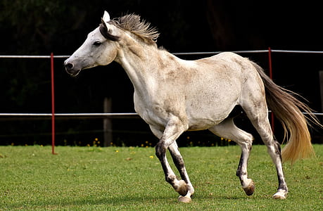 running white horse on green lawn grass during nighttime thumbnail