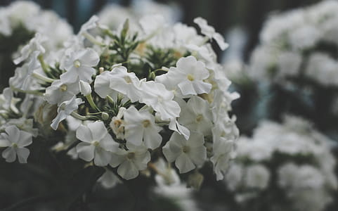 White Cluster Flowers Selective Focus Photography thumbnail