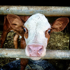 closeup photography of white and brown cow thumbnail