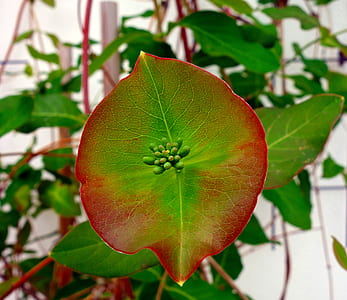 close-up of green and red leafed tree thumbnail