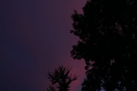 green leafed trees thumbnail